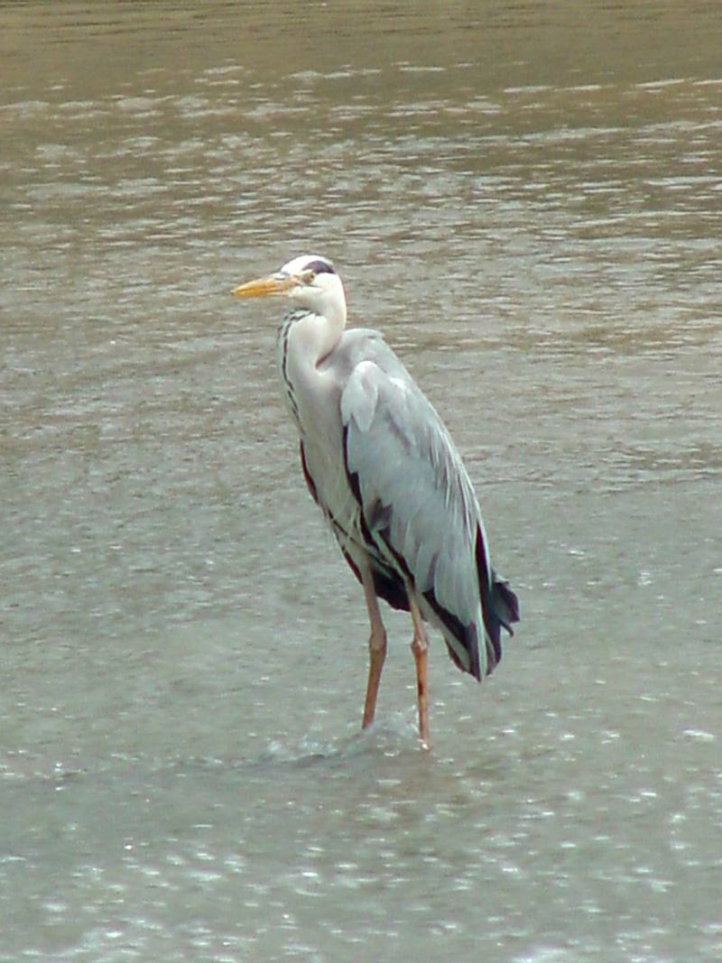 Grey Heron; DISPLAY FULL IMAGE.