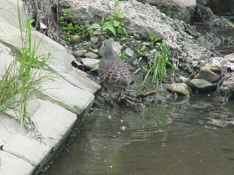 Rufous turtle dove; DISPLAY FULL IMAGE.