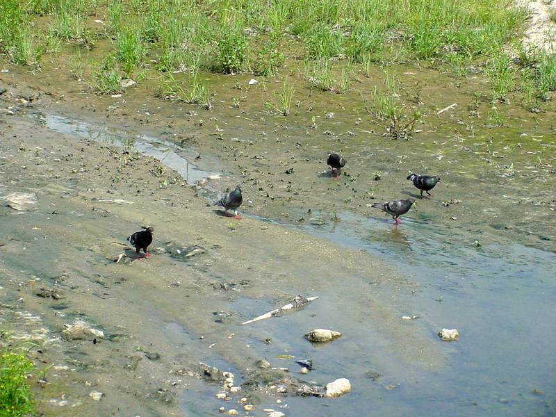 Feral pigeons; DISPLAY FULL IMAGE.