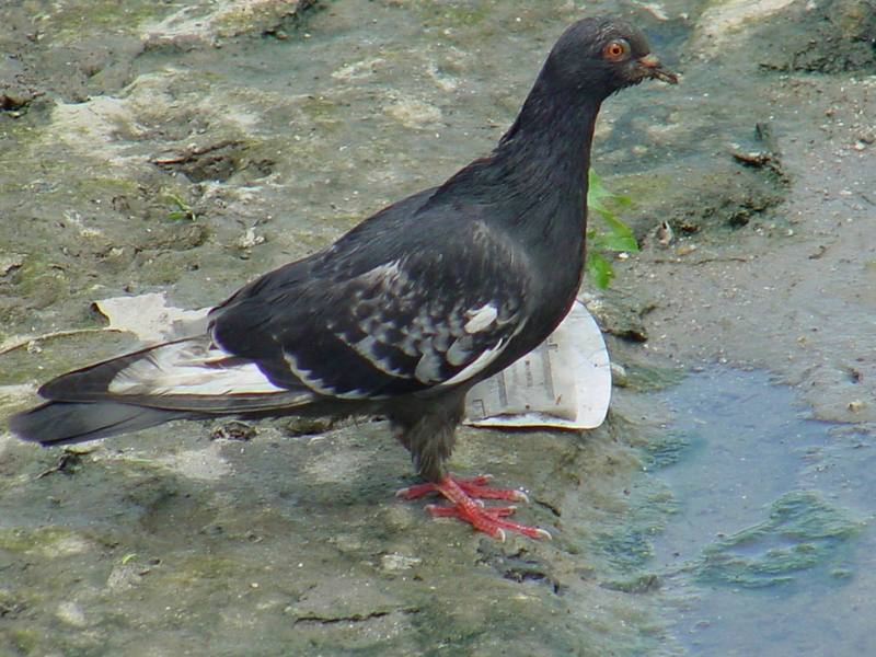 Feral pigeon; DISPLAY FULL IMAGE.
