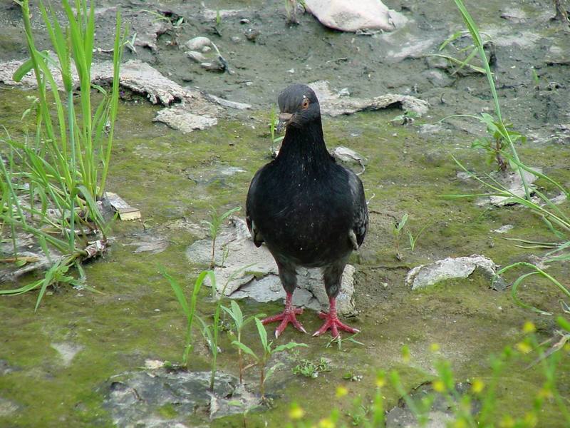 Feral pigeons; DISPLAY FULL IMAGE.