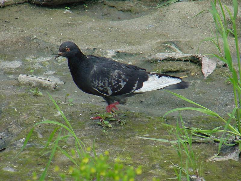 Feral pigeon; DISPLAY FULL IMAGE.