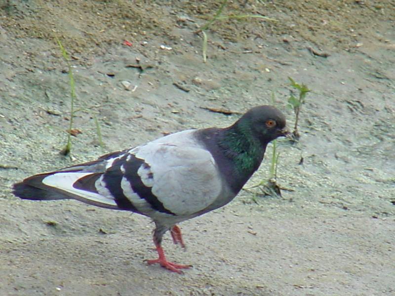 Feral pigeon; DISPLAY FULL IMAGE.