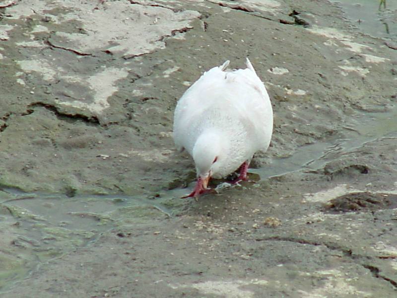 White pigeon; DISPLAY FULL IMAGE.