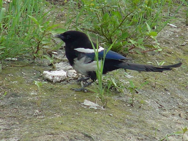 Black-billed Magpie; DISPLAY FULL IMAGE.