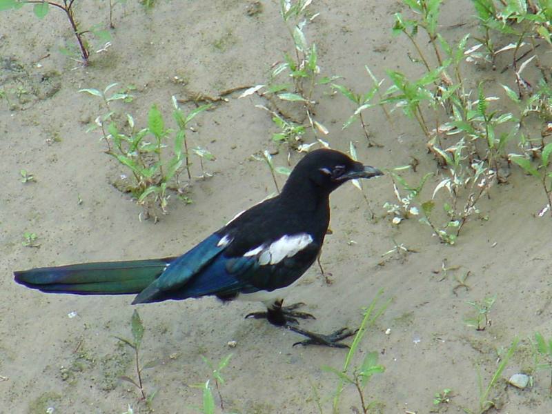 Black-billed Magpie; DISPLAY FULL IMAGE.