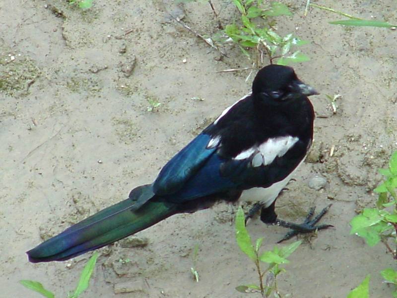 Black-billed Magpie; DISPLAY FULL IMAGE.