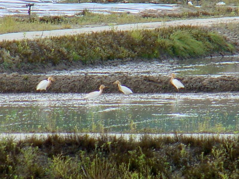 Cattle egrets; DISPLAY FULL IMAGE.