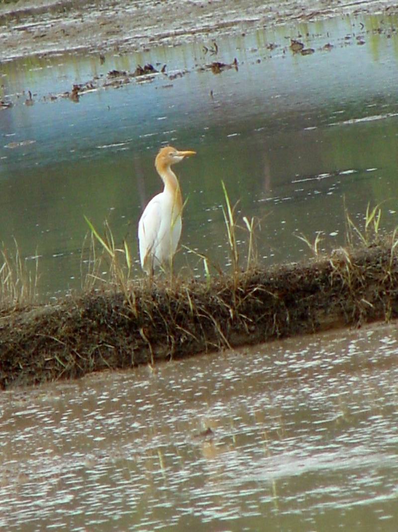 Cattle egrets; DISPLAY FULL IMAGE.