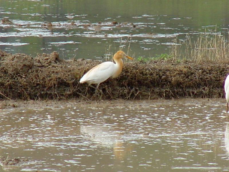 Cattle egret; DISPLAY FULL IMAGE.