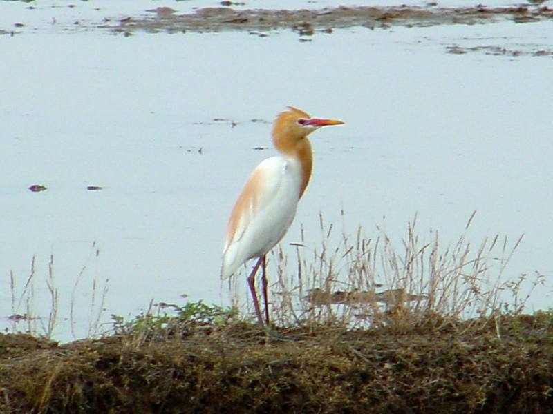 Cattle egret; DISPLAY FULL IMAGE.