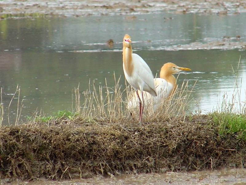 Cattle egrets; DISPLAY FULL IMAGE.