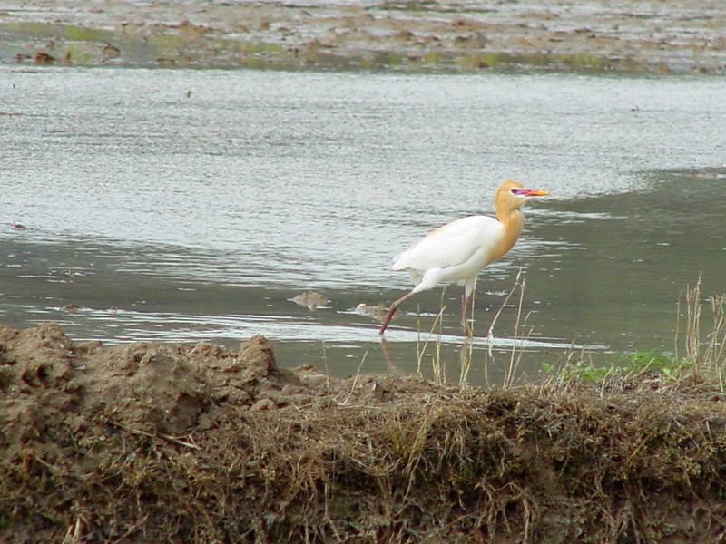 Cattle egret; DISPLAY FULL IMAGE.