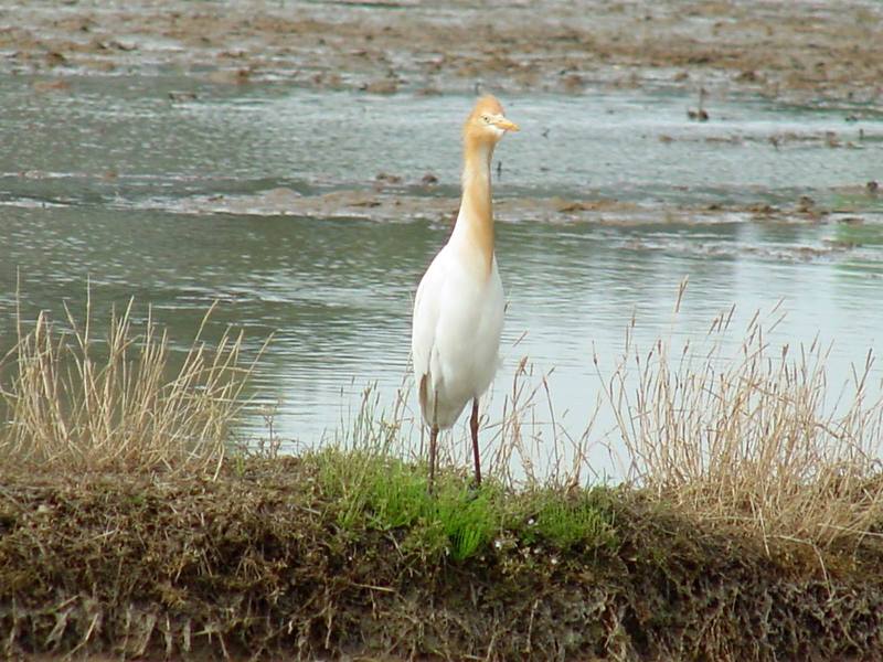 Cattle egret; DISPLAY FULL IMAGE.