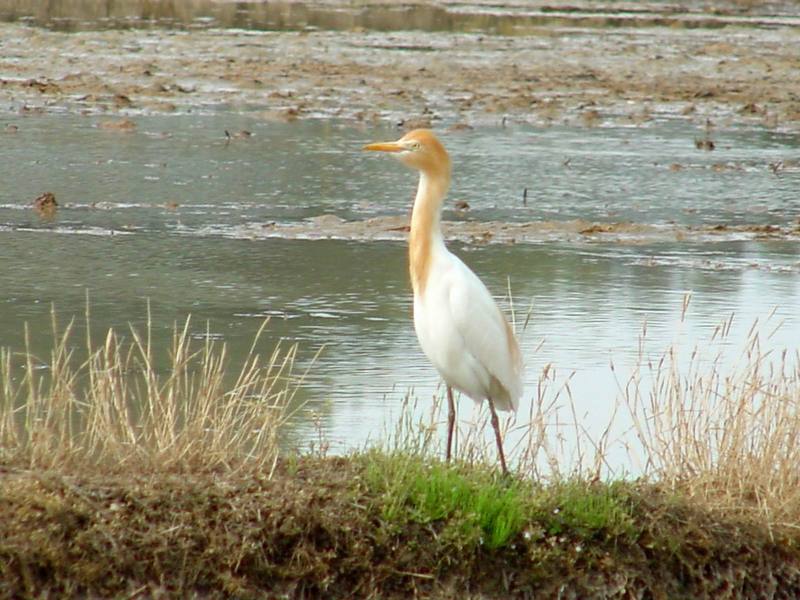 Cattle egret; DISPLAY FULL IMAGE.