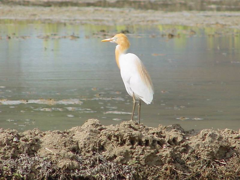 Cattle egret; DISPLAY FULL IMAGE.
