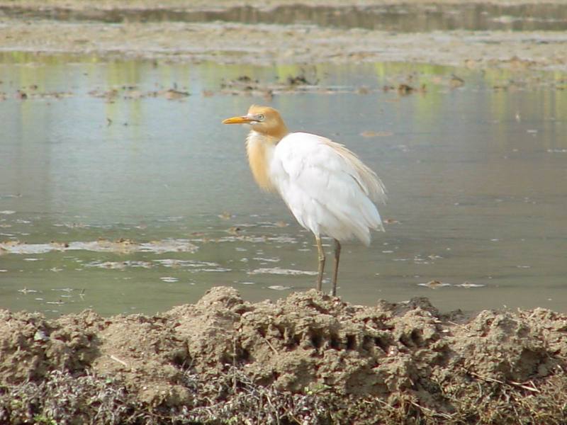 Cattle egret; DISPLAY FULL IMAGE.