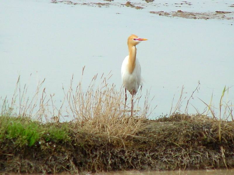 Cattle egret; DISPLAY FULL IMAGE.