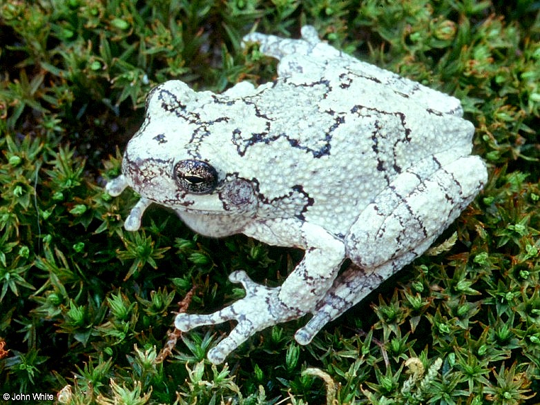 A few treefrogs - Gray Treefrog (Hyla versicolor); DISPLAY FULL IMAGE.