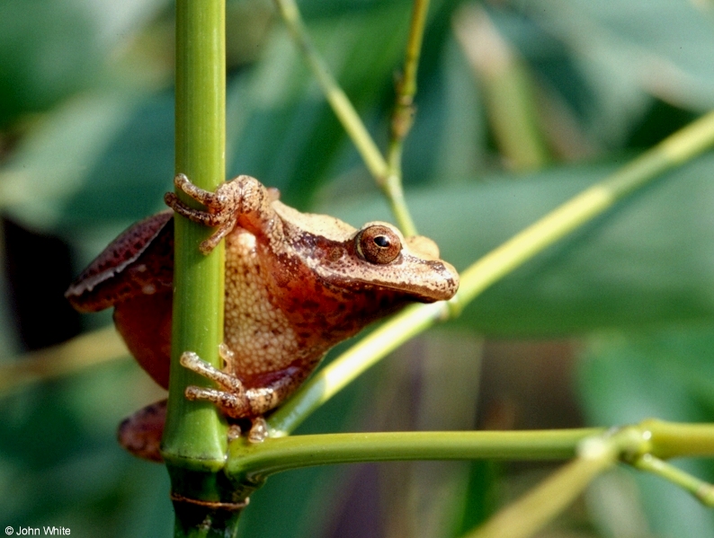 A few treefrogs - Northern Spring Peeper (Pseudacris crucifer crucifer)1304; DISPLAY FULL IMAGE.
