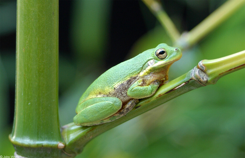 A few treefrogs - Squirrel Treefrog (Hyla squirella)001; DISPLAY FULL IMAGE.