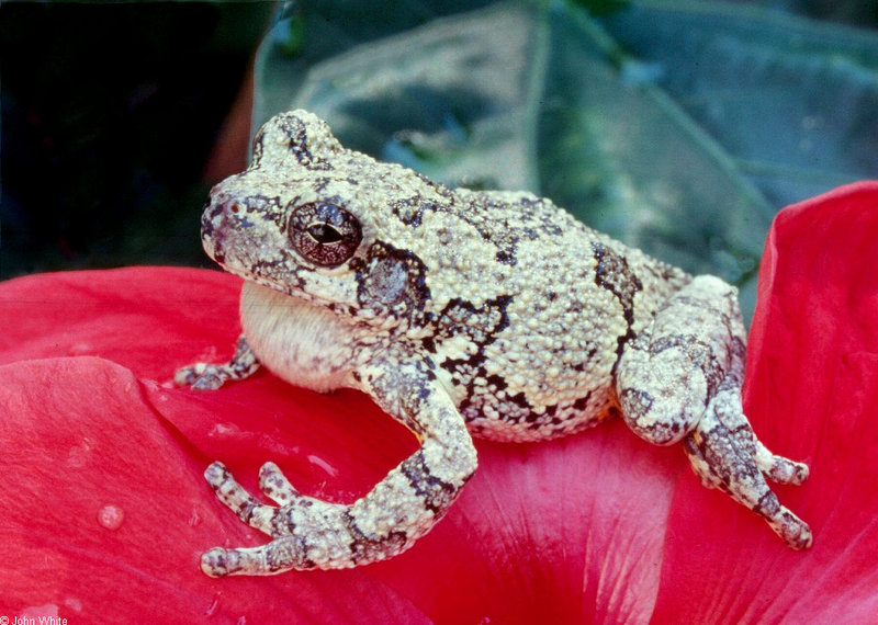 A few treefrogs - gray treefrog_pp.jpg (1/1); DISPLAY FULL IMAGE.