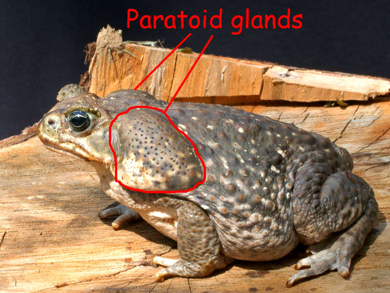 Re: Mrs Psycho Frog(Australian Wildlife); DISPLAY FULL IMAGE.