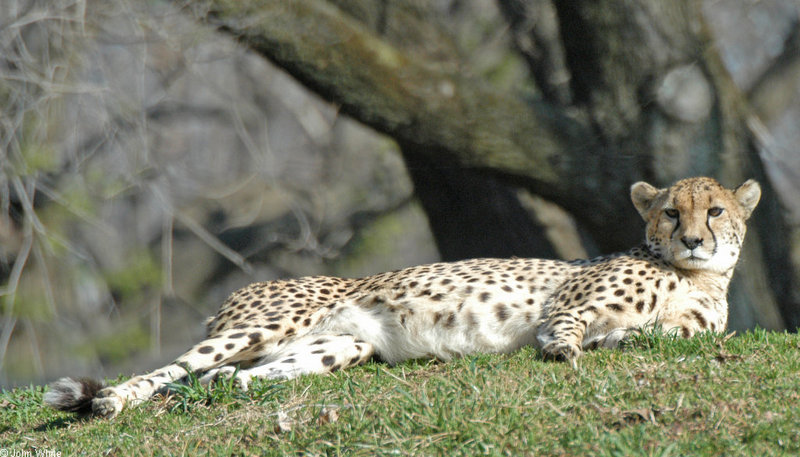 mics critters - Cheetah105; DISPLAY FULL IMAGE.