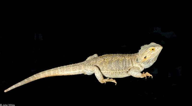 Bearded Dragon (Pogona barbata); DISPLAY FULL IMAGE.