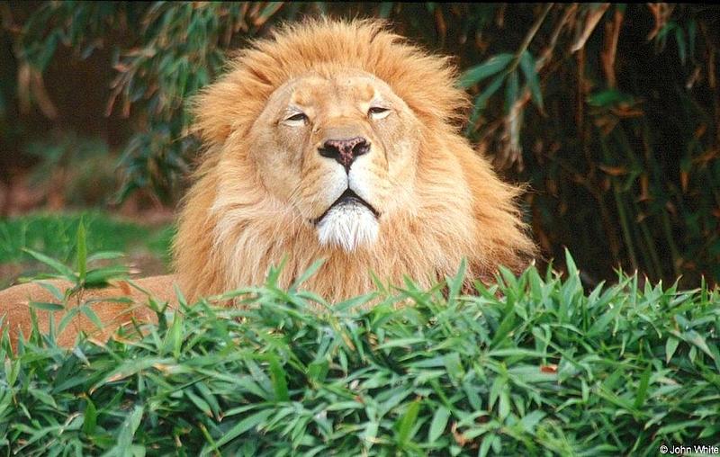 Wild cats (second attempt to post) - Lion130; DISPLAY FULL IMAGE.