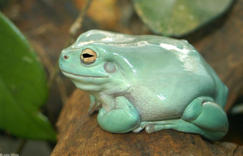 Misc critters - White's Treefrog (Litoria caerulea)001; DISPLAY FULL IMAGE.