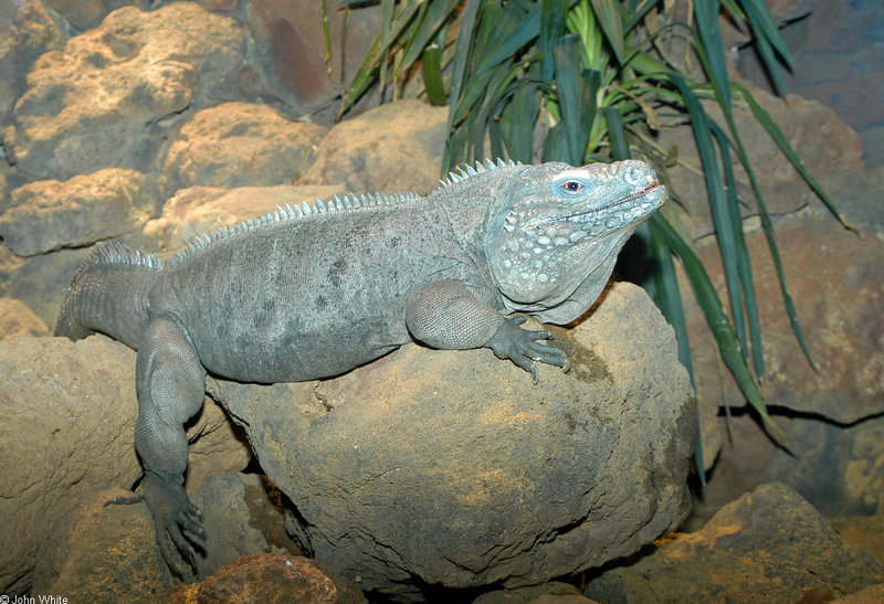 Misc critters - Grand Cayman Iguana (Cyclura nubila lewisi)500; DISPLAY FULL IMAGE.