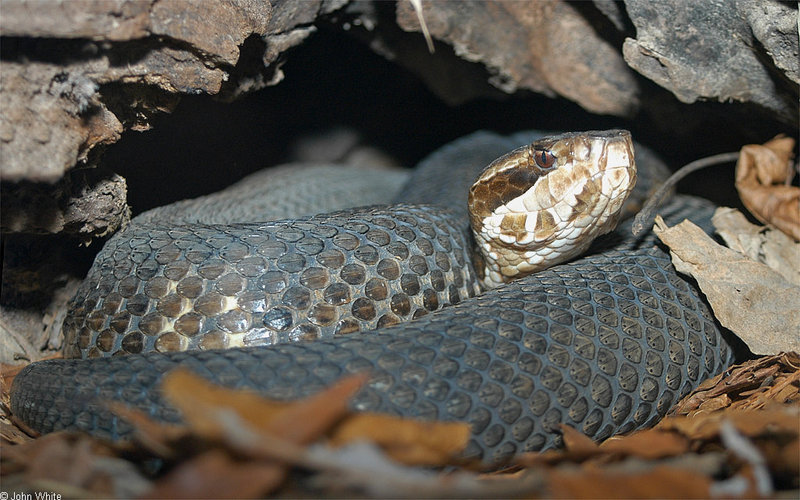 Misc critters - Eastern cottonmouth (Agkistrodon piscivorus piscivorus)002; DISPLAY FULL IMAGE.