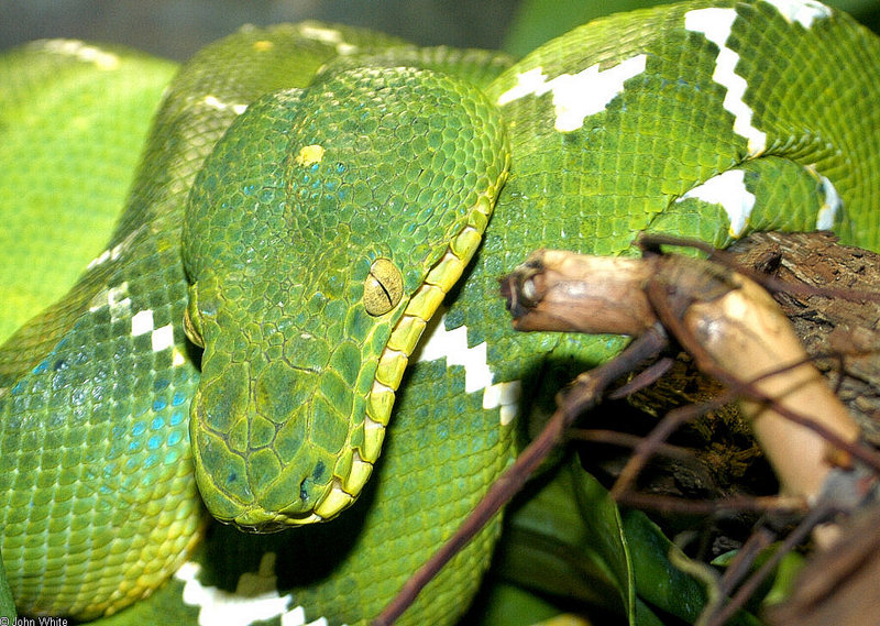 Emerald Tree Boa (Corallus canina); DISPLAY FULL IMAGE.