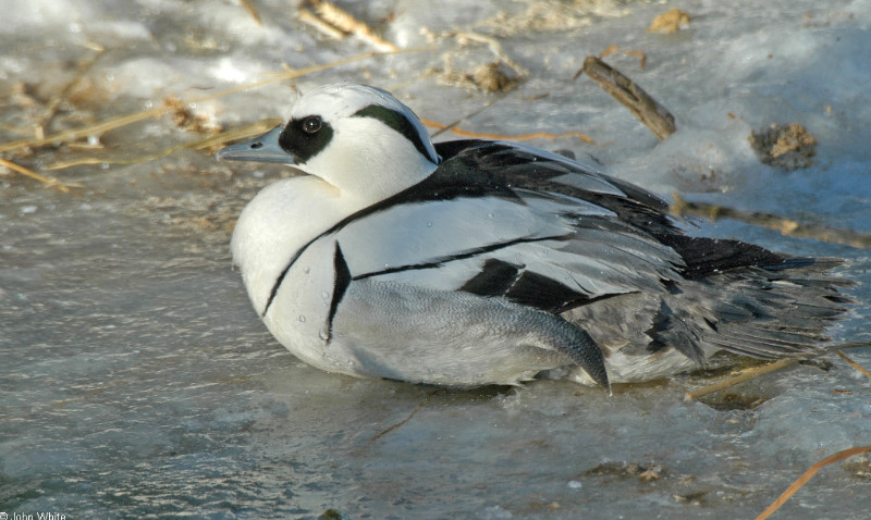 A few misc. critters - Smew (Mergellus albellus)101sm; DISPLAY FULL IMAGE.