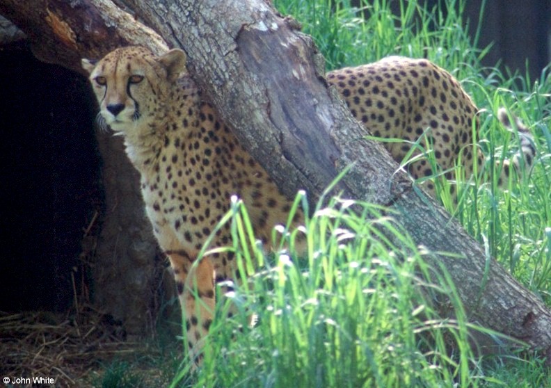Wild cats (second attempt to post) - cheetah128; DISPLAY FULL IMAGE.