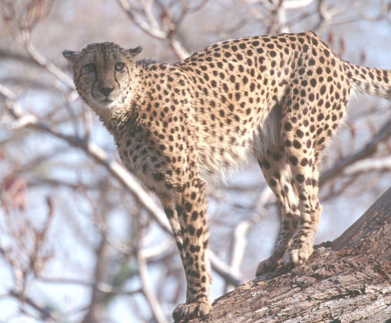 Wild cats (second attempt to post) - cheetah127; DISPLAY FULL IMAGE.