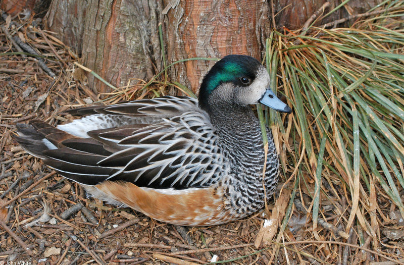 Chiloe Wigeon (Anas sibilatrix); DISPLAY FULL IMAGE.