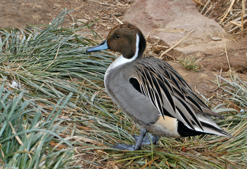 Common Pintail (Anas acuta) - northern pintail (Anas acuta); DISPLAY FULL IMAGE.