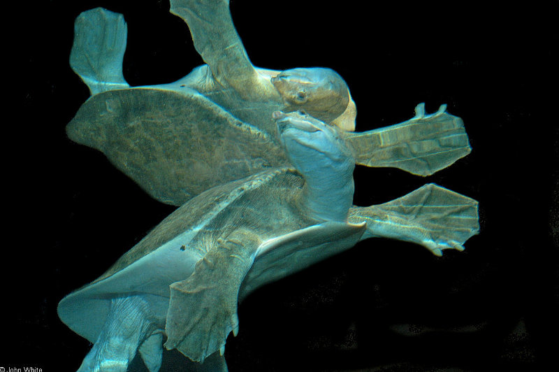 Florida Softshelled Turtle (Apalone ferox) -> Florida softshell turtle (Apalone ferox); DISPLAY FULL IMAGE.