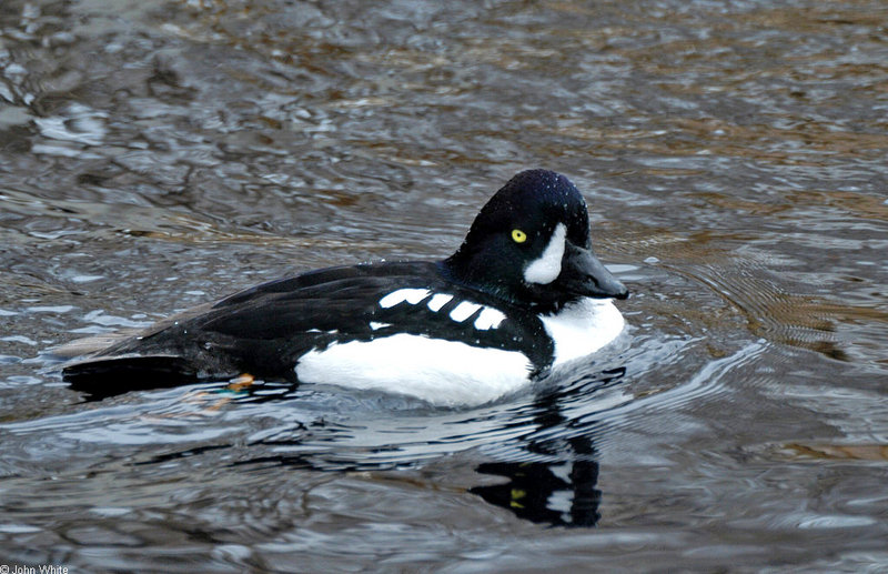 Barrow's Goldeneye (Bucephala islandica); DISPLAY FULL IMAGE.