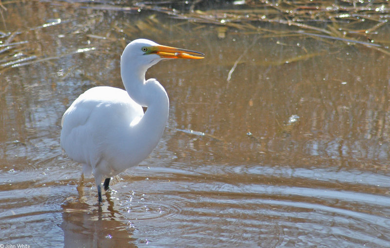 Swamp Bird - Great Egret (Ardea alba egretta)2000; DISPLAY FULL IMAGE.