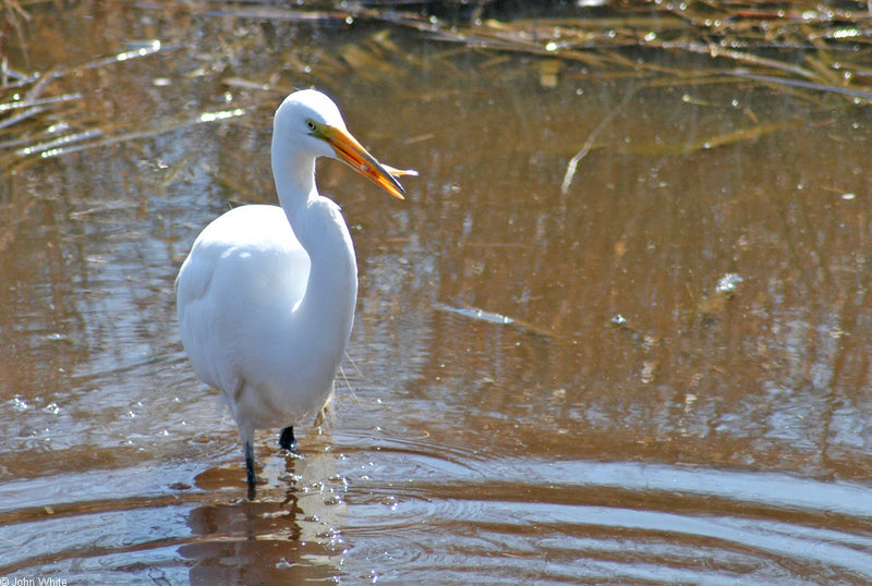 Swamp Bird - Great Egret (Ardea alba egretta)2001; DISPLAY FULL IMAGE.