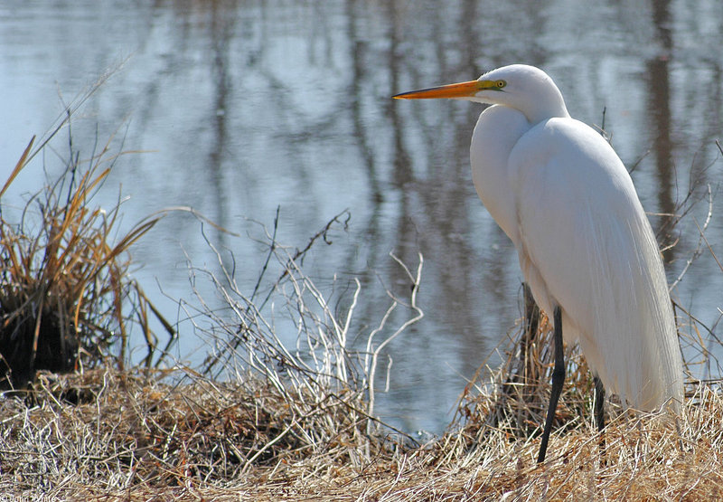 Swamp Bird - Great Egret (Ardea alba egretta)1003; DISPLAY FULL IMAGE.