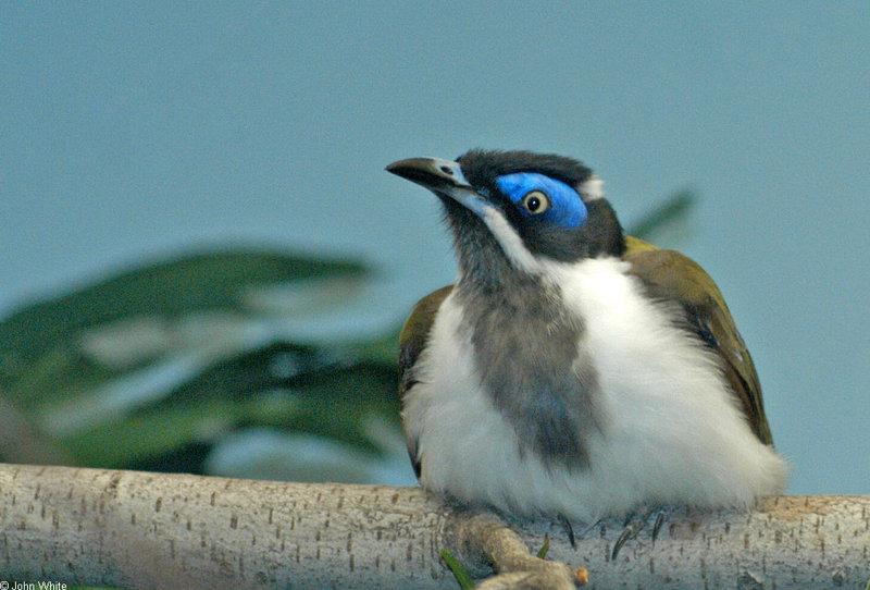 Birds and Crocs - Blue-faced Honeyeater (Entomyzon cyanotis)3008; DISPLAY FULL IMAGE.