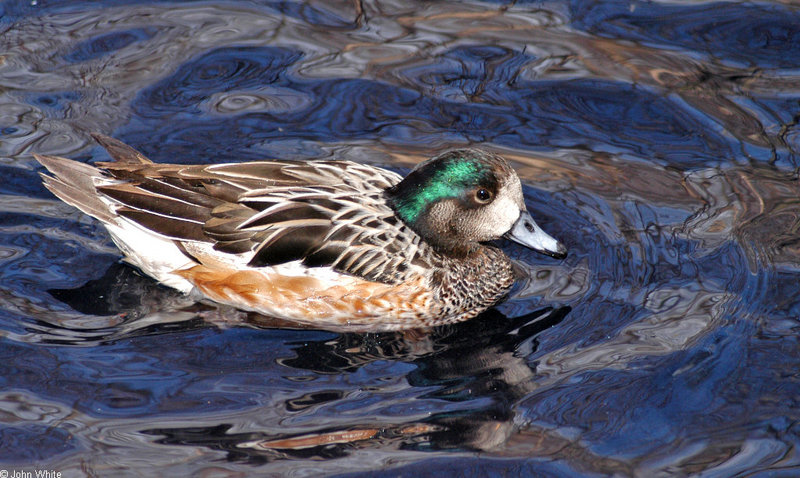 Birds and Crocs - Chiloe Wigeon (Anas sibilatrix)2; DISPLAY FULL IMAGE.