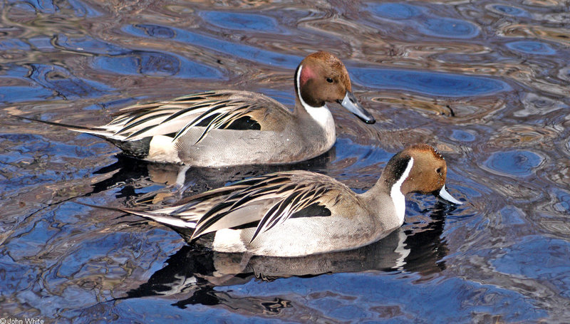 Birds and Crocs - northern pintail (Anas acuta) - Common Pintail (Anas acuta)005; DISPLAY FULL IMAGE.