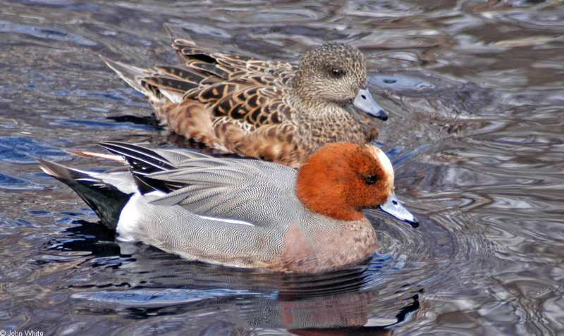 Birds and Crocs - Eurasian Wigeon (Anas penelope); DISPLAY FULL IMAGE.