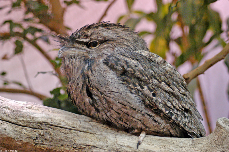 Birds and Crocs - Tawny Frogmouth (Podargus strigoides); DISPLAY FULL IMAGE.