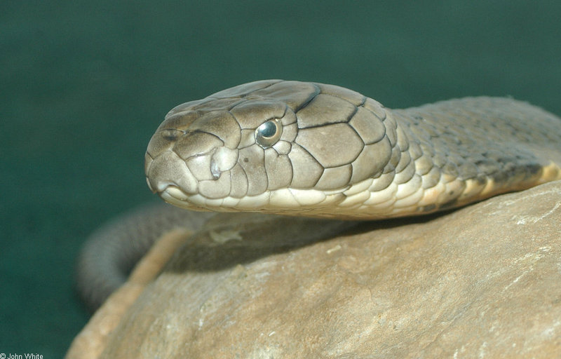 Snakes and a toad - King Cobra (Ophiophagus hannah)3069; DISPLAY FULL IMAGE.